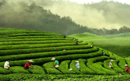 茶行业发展应融入“大健康”理念