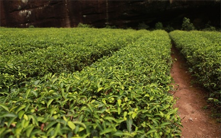 石崖茶｜自然界黄酮含量最高的植物，经常饮用对身体有什么好处？