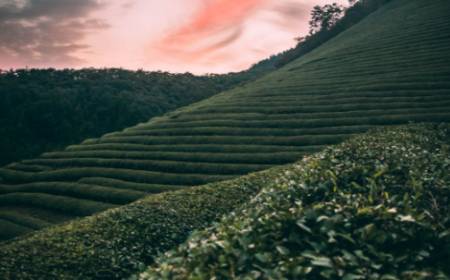 未来茶产业的发展趋势