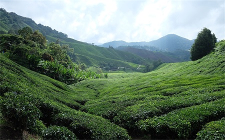 来自长寿之乡的养生茶叶——大雾腾云