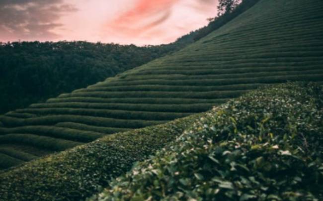 未来茶产业的发展趋势
